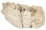 Fossil Oreodont (Merycoidodon) Partial Mandible - South Dakota #198227-2